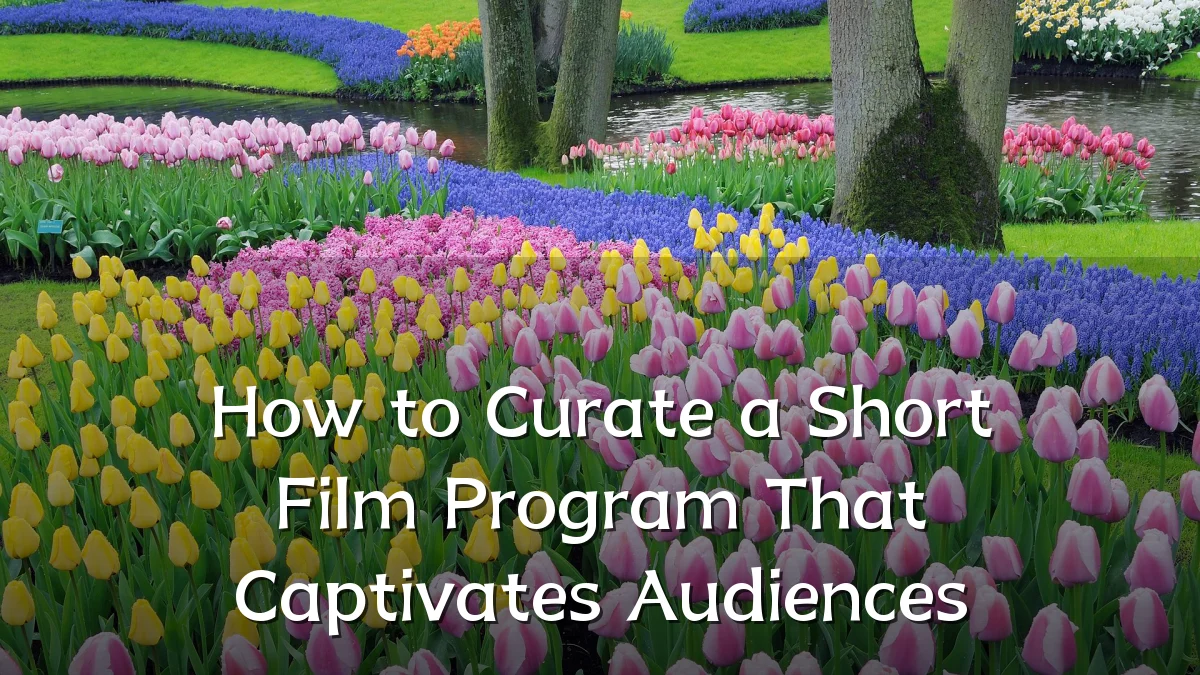 How to Curate a Short Film Program That Captivates Audiences
