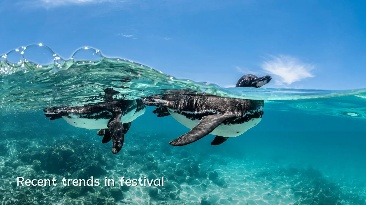 Recent trends in festival