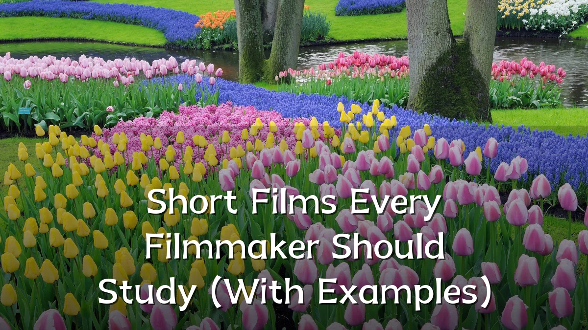 Short Films Every Filmmaker Should Study (With Examples)